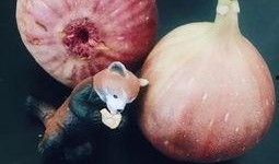 吃瓜芯宝,网络红人的崛起之路