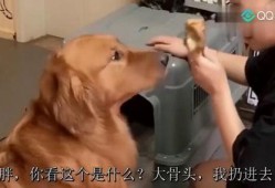 二逗吃瓜剧情,揭秘娱乐圈背后的那些事儿