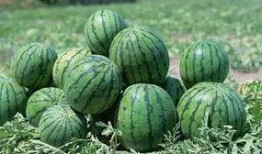 农村西瓜地吃瓜,共享丰收乐