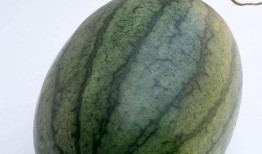 可以早上空腹吃贝贝瓜吗,健康美味两不误