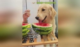 狗着急吃瓜,揭秘宠物急切心情背后的趣味瞬间