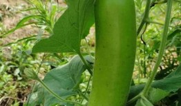 在瓜田里开瓜吃瓜,开瓜吃瓜的田园时光