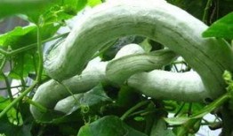 蛇瓜结瓜多吗怎么吃才好吃,多瓜美味，烹饪技巧大揭秘