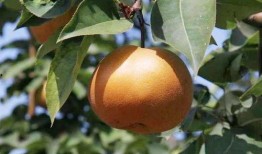 在草地吃瓜,夏日悠闲时光的味蕾之旅