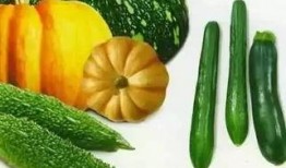 小凤瓜怎么吃最好,解锁美味新境界