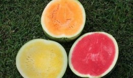 吃瓜白姨,揭秘娱乐圈背后的那些事儿