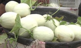 带你吃瓜说雪糕,夏日清凉美食之旅