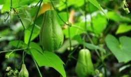 佛手瓜主要吃瓜还是吃苗,瓜苗双享，营养与美味的双重体验