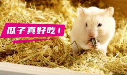 道具仓鼠吃瓜了,道具仓鼠的欢乐时光