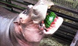 河马吃瓜视频全集,揭秘动物界的欢乐食趣