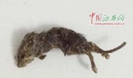 老鼠掏洞吃瓜,一场别开生面的夏日奇遇