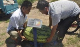 平度最新吃瓜,揭秘背后惊人真相