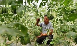 左各庄吃瓜,一场别开生面的夏日盛宴