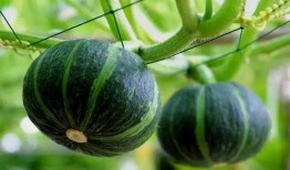 高贵吃瓜,揭秘娱乐圈的甜蜜与苦涩