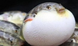 带你吃瓜河豚,带你吃瓜河豚之旅