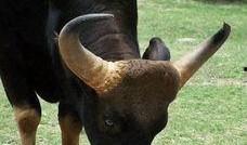 带你吃瓜动物进化,探寻进化历程中的美味奥秘