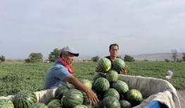 推土式 吃瓜,揭秘网络舆论场中的狂欢与反思