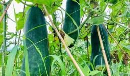 吃的最劲爆的瓜,那些你不知道的内幕故事