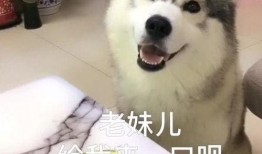 哈士奇吃瓜群众