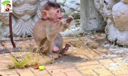 吃瓜小猴子图片,揭秘瓜界萌宠的趣味生活