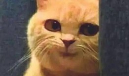 吃瓜于学姐,揭秘校园八卦背后的真相