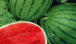 果然吃瓜不能随便,揭秘吃瓜群众的正确姿势