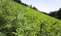 在草地吃瓜,夏日悠闲时光的味蕾之旅