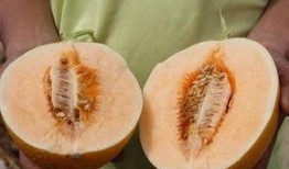 日照有瓜吃吗,瓜果飘香，丰收季节的美食盛宴