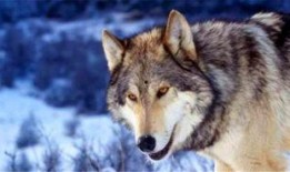 吃瓜的遇狼,一场惊心动魄的意外遭遇