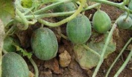 股农吃瓜,揭秘股市中的“瓜田”趣事