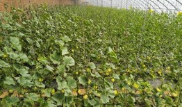 赤峰本地吃瓜,本地特色美食大揭秘