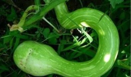 蛇瓜结瓜多吗怎么吃才好吃,多瓜美味，烹饪技巧大揭秘