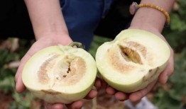 乐岛吃瓜,揭秘娱乐圈背后的那些事儿