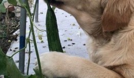 金毛吃瓜图片,萌态十足引网友热议