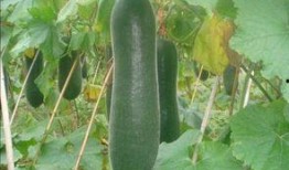 多手瓜怎么吃,探索美味与营养的完美结合