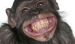 道具 吃瓜猩猩脸,揭秘网络红人的神秘魅力