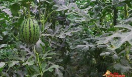 中国血统吃瓜,探寻中国血统的独特魅力