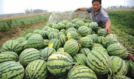 种瓜吃瓜卖瓜文案图片大全,种瓜吃瓜卖瓜，创意文案图片集锦