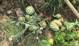 瓜有裂纹可以吃吗,揭秘裂纹瓜的食用安全与美味