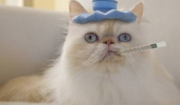 猫可以吃白兰瓜,白兰瓜成为猫咪新宠