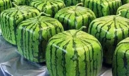 黑科吃瓜总站,揭秘校园热点事件背后的真相