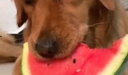 金毛吃瓜图片,萌态十足引网友热议