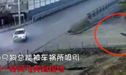 路口事故吃瓜狗,吃瓜狗的意外奇遇