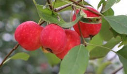 吃瓜小雨海棠,揭秘瓜界新宠儿的魅力人生