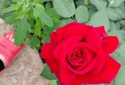 月季吃瓜,一场别开生面的田园盛宴