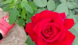 月季吃瓜,一场别开生面的田园盛宴