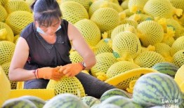 小瓜保山怎么吃,小瓜的独特风味与多样吃法