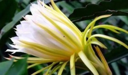 吃瓜霸王花剧情,揭秘娱乐圈的瓜田传奇