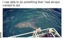 吃瓜白鲨,海洋中的神秘“吃瓜群众”