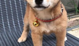 带你吃瓜拖把狗,带你领略“带你吃瓜拖把狗”的独特魅力